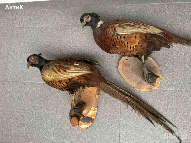 Препариран Фазан Фазани, снимка 1