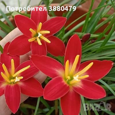 луковици на червен зефирантес, снимка 1