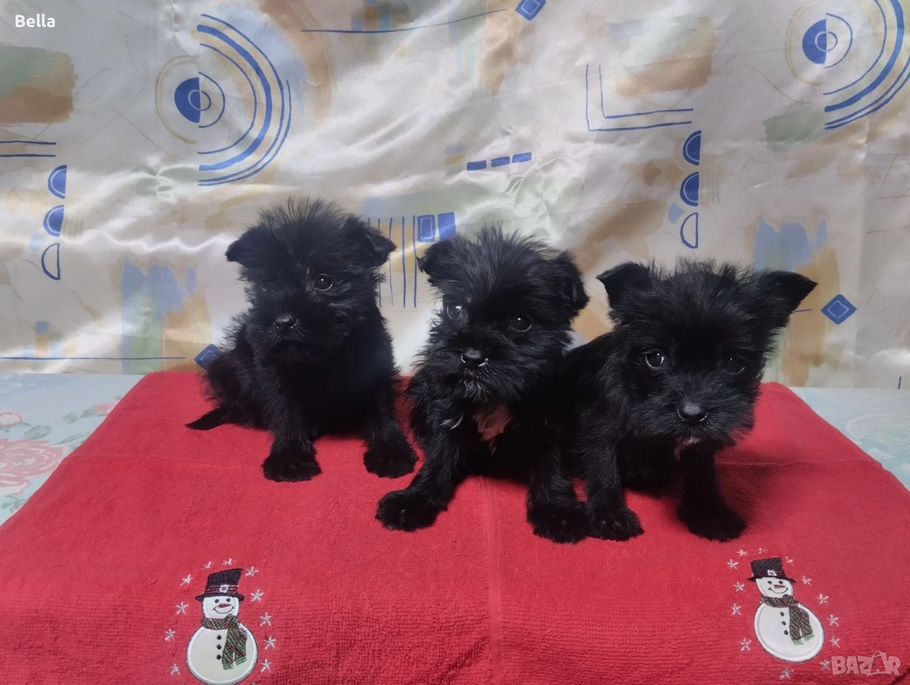 Мини Цверк шнауцер , снимка 1