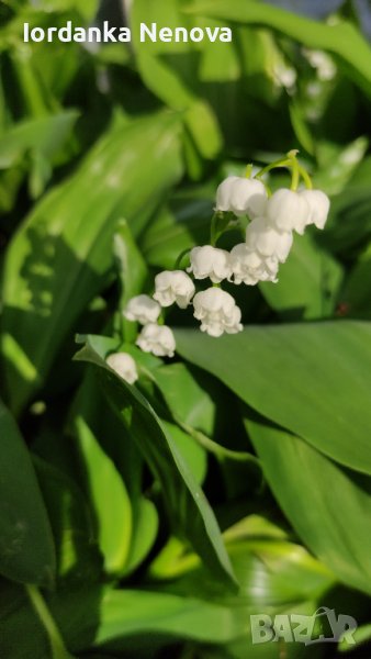 Момина сълза, снимка 1