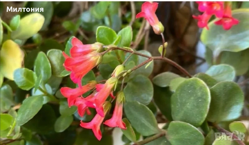 каланхое , снимка 1