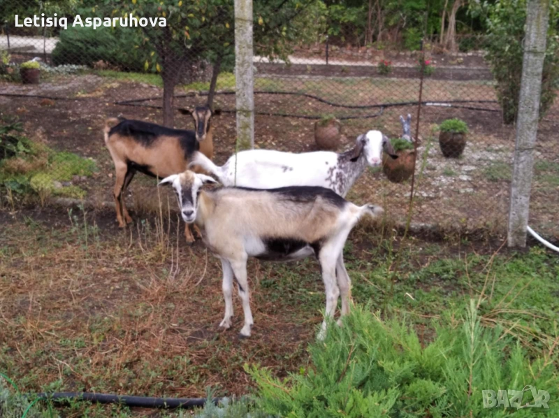 Продавам 3 млади кози, снимка 1