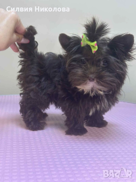 Шоколадово йорки, снимка 1