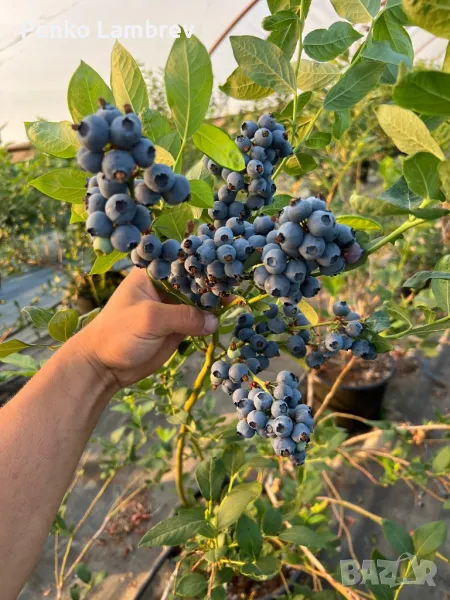 Американска боровинка, снимка 1