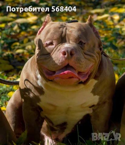 Американско були покет търси женска