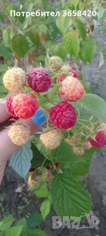 Продавам малини херитидж , снимка 2 - Други - 55723042