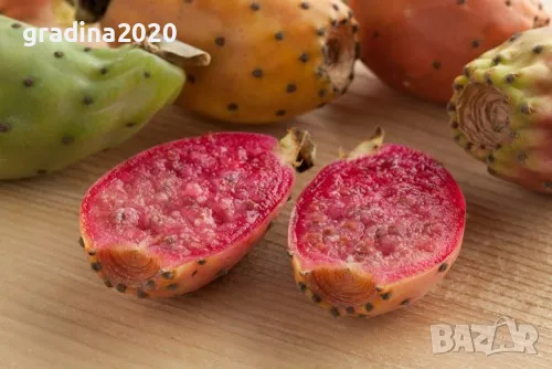 Опунция, кактусова смокиня, снимка 2 - Разсади - 48093163