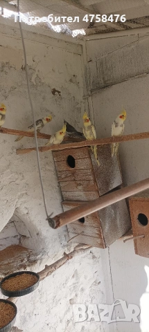 папагали корела , снимка 7 - Папагали - 54322068