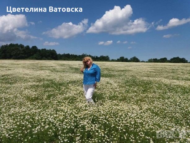  Сертифициран разсадо-посадъчен материал за  участие в Европейски  програми , снимка 4 - Разсади - 34203285