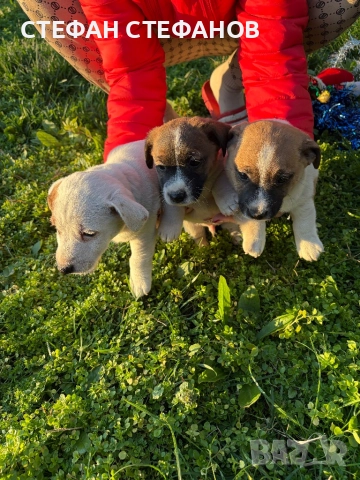 Джак Ръсел , снимка 9 - Джак ръсел териер - 52917744