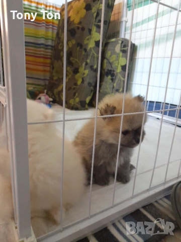 Померански шпиц , снимка 6 - Померан - 53939083