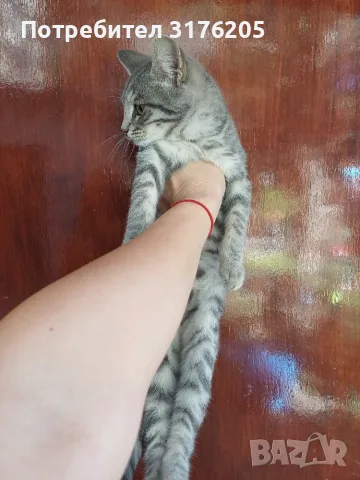 Женски котета търсят дом, снимка 6 - Други - 47355560