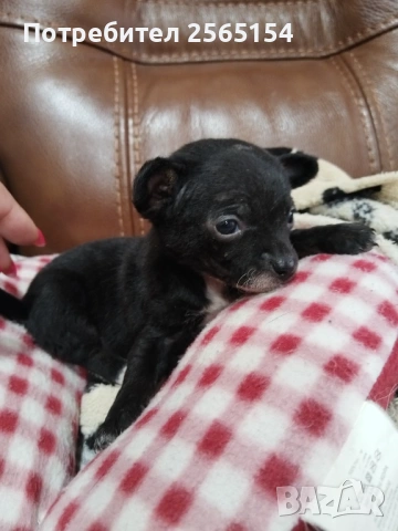 Момиче пинчер, снимка 4 - Пинчер - 54130535