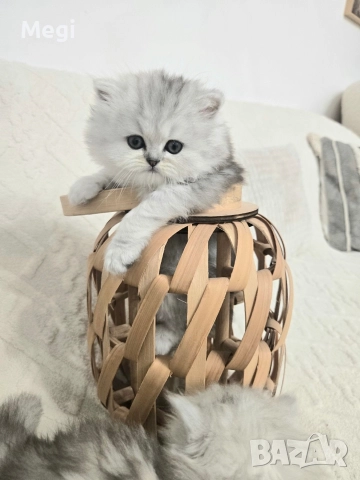 Персийска сребърна чинчила котенца , снимка 11 - Персийска - 52777035