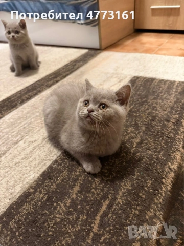 Британски Късокосмести котенца, снимка 10 - Британска късокосместа - 53928037