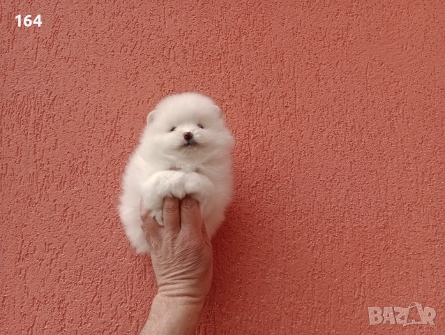 Померани. Бели  Померанчета, снимка 3 - Померан - 54162353