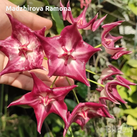 Hoya Kaimuki, снимка 2 - Стайни растения - 52595396