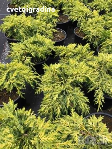 Juniperus ‘Gold Star’ (Хвойна ‘Gold Star’), снимка 3 - Градински цветя и растения - 56328132
