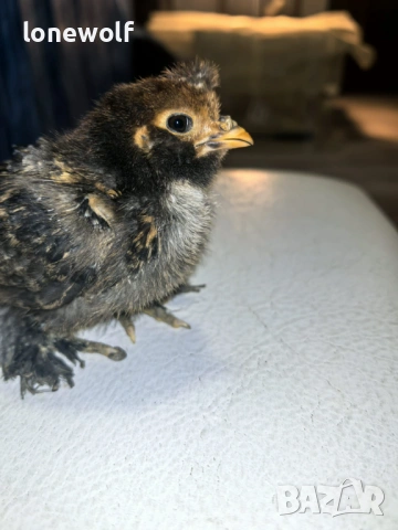 Породисти пилета, снимка 4 - Кокошки и пуйки - 53959262