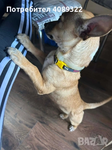 Подарявам куче, снимка 2 - Други - 54294743