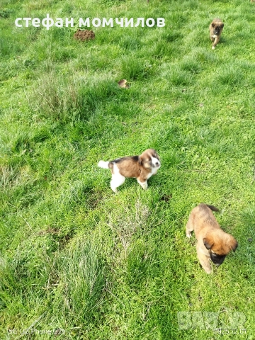 подарявам , снимка 2 - Други - 52606159