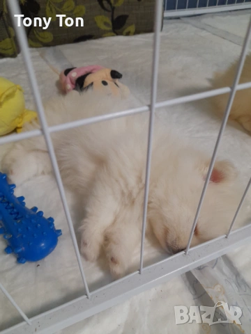 Померански шпиц 