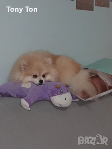 Померански шпиц , снимка 8 - Померан - 53939083