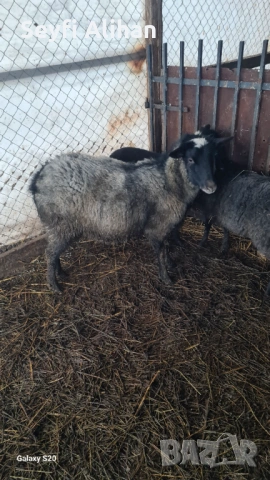 РОМАНОВСКА , снимка 5 - Други животни - 53193562