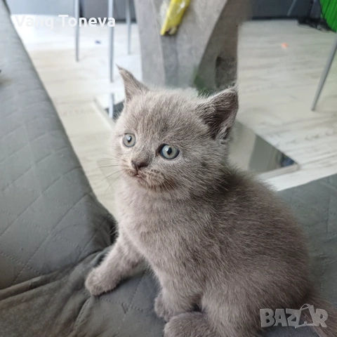 Британчета, снимка 2 - Британска късокосместа - 54337924