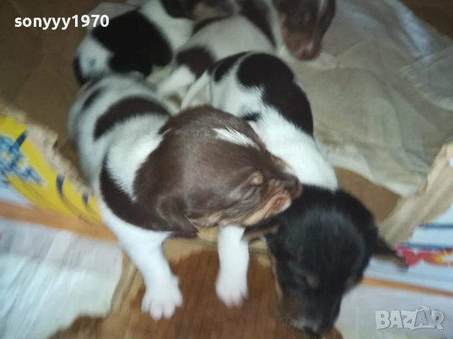 ДЖАК РЪСЕЛ 0509251724, снимка 14 - Джак ръсел териер - 51618265