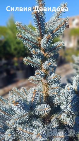 Сребрист смърч , снимка 3 - Градински цветя и растения - 52500093