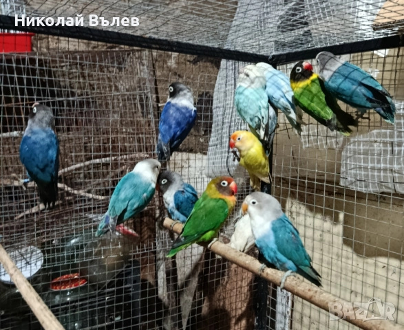 Неразделки 