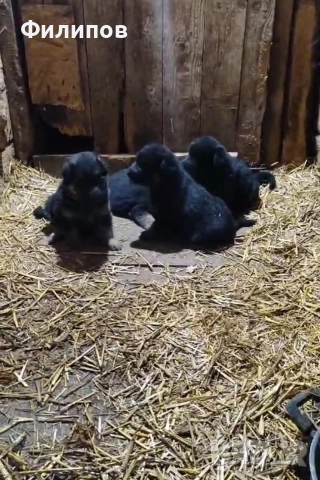 Немски овчарки