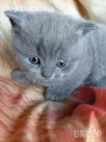 Британска късокосместа.