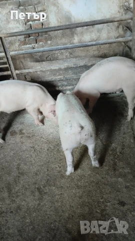 Продавам 10 бр.прасета Бълг.бяла по 30 -35кг. На 164 евр. Мъжки скопени ., снимка 7 - Прасета - 47113609
