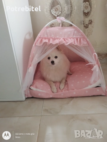 Померан мини шпиц