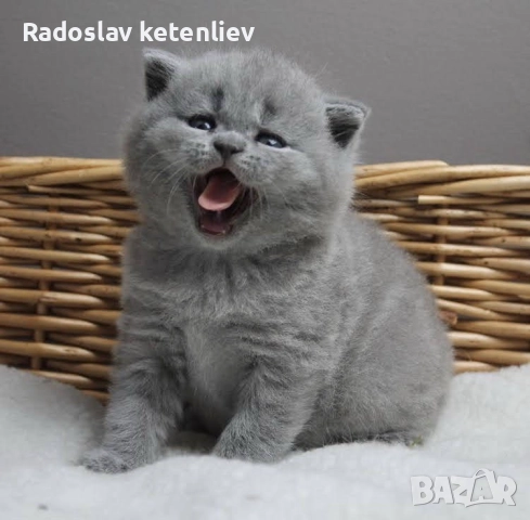 Шотландска клепоуха 