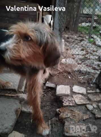 Барак, снимка 2 - Други - 52335680