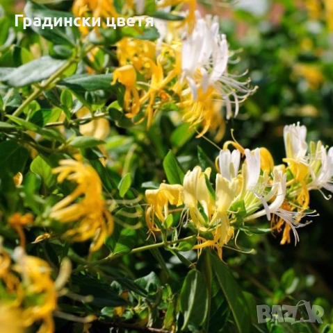  Орлов нокът (Лоницера)(Lonicera Japonika)