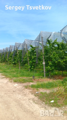 Агрономически консултации - овощни,зеленчукови и полски култури, снимка 7 - Други оферти за работа - 52306727