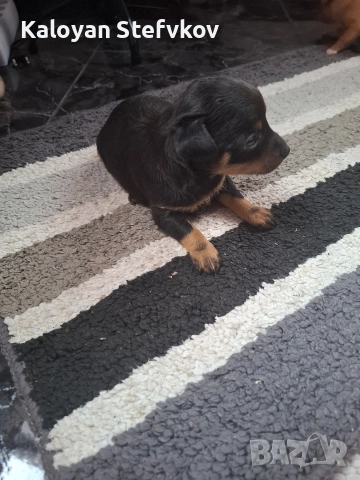 мини пинчер , снимка 3 - Пинчер - 52882492