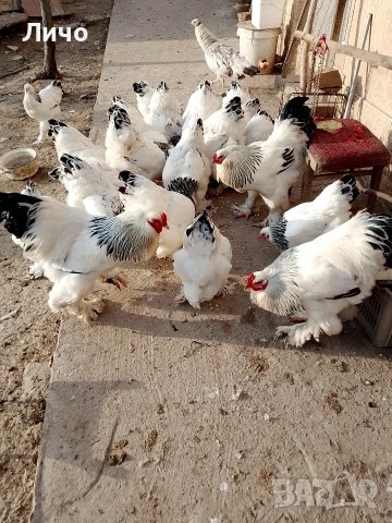 продавам яйца, снимка 8 - Кокошки и пуйки - 53885300