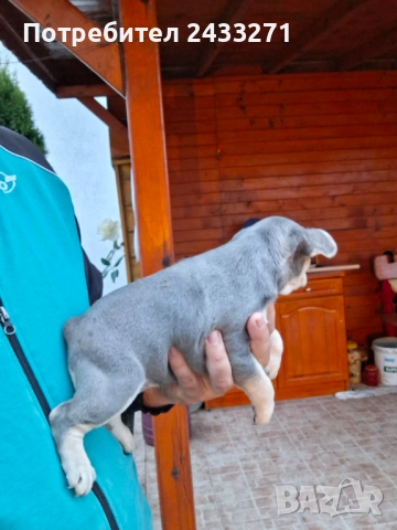 Френски булсог, снимка 3 - Френски булдог - 52860240