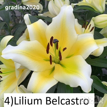 Луковици на Кала  - Цена за 1 бр.: 2,20 € / 4,30 лв. 