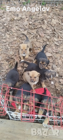 подарявам малки кученца, снимка 5 - Други - 52976296