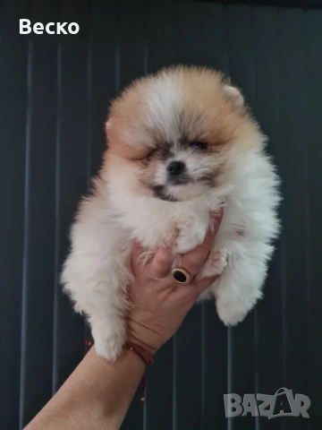 Померан мини мъжко , снимка 8 - Померан - 53321775