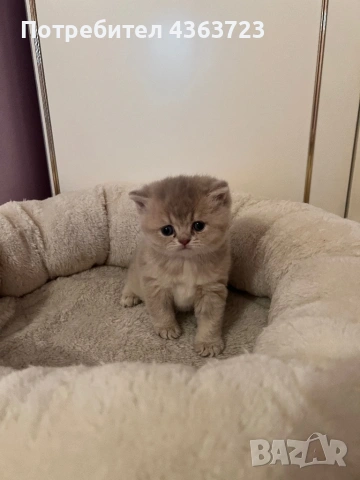 Британски късокосмести, снимка 2 - Британска късокосместа - 54171796