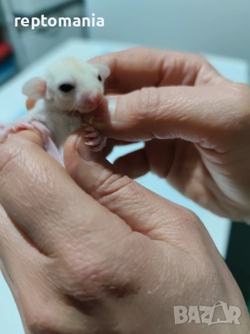 Захарна катеричка летяща торбеста катерица, снимка 12 - Други животни - 53143127