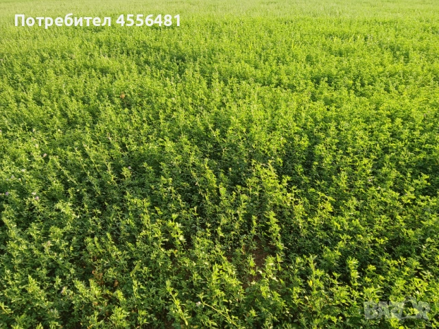 Люцерново семе, снимка 2 - За селскостопански - 51917354