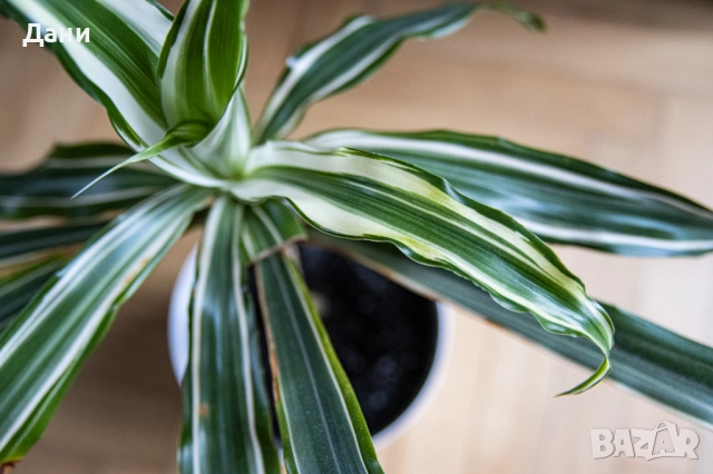 🌿 Драцена Lemon Lime – жизнена и лесна за отглеждане у дома 🌿 Готова за подарък, снимка 10 - Стайни растения - 52061005